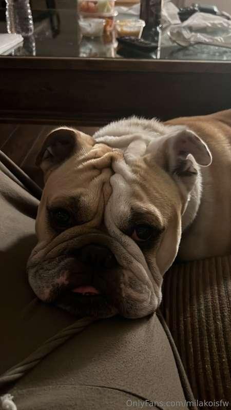🐶