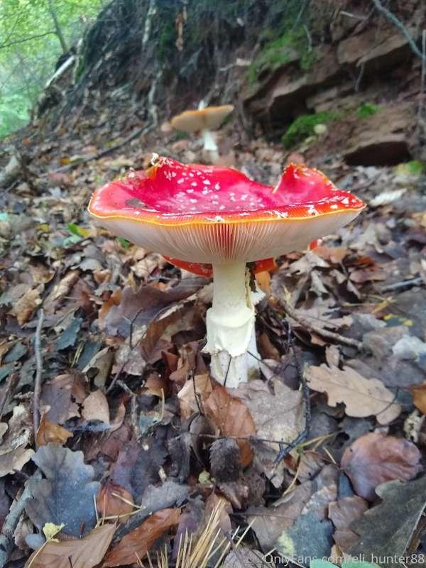Found a bunch of special mushrooms in the forest in germany...