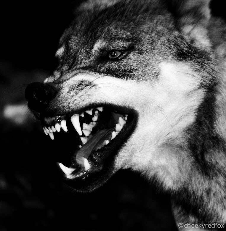 Who identifies as Primal?

My primal side was my first "kink..