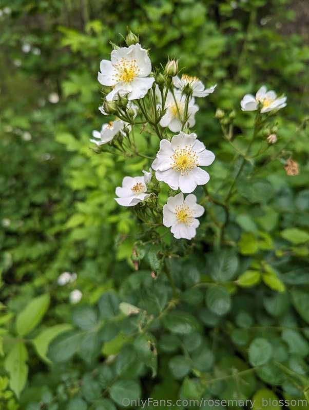 rosemary_blossom image #4