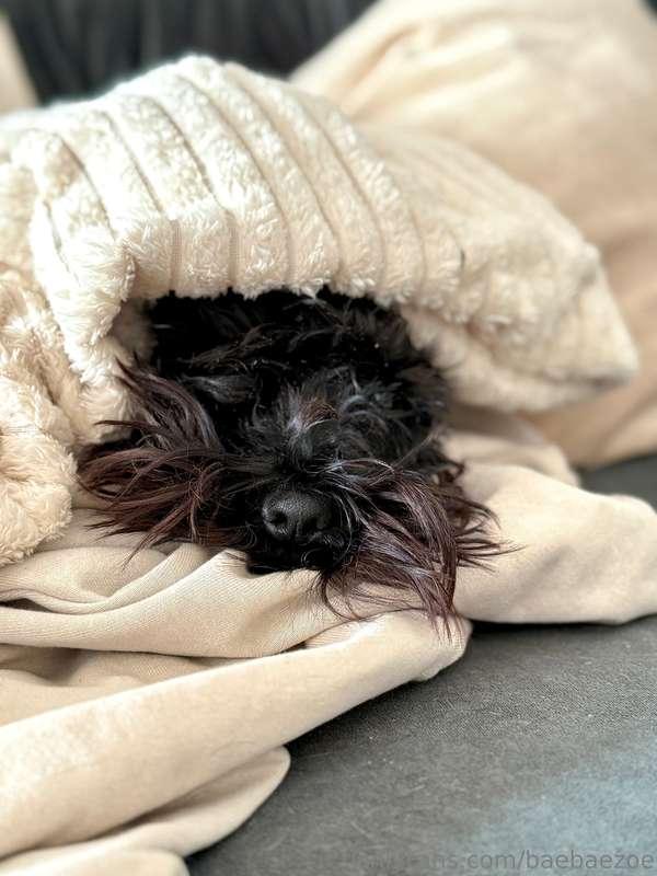 only 6 kilo but cuteness level 9000: the ZWERGSCHNAUZER 😍