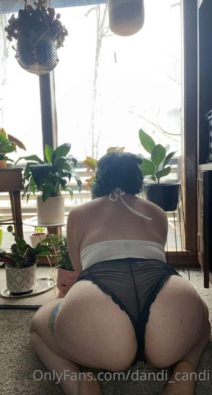 dandi_candi image #1