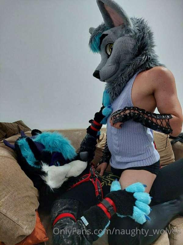 Lovely wolf poses uwu