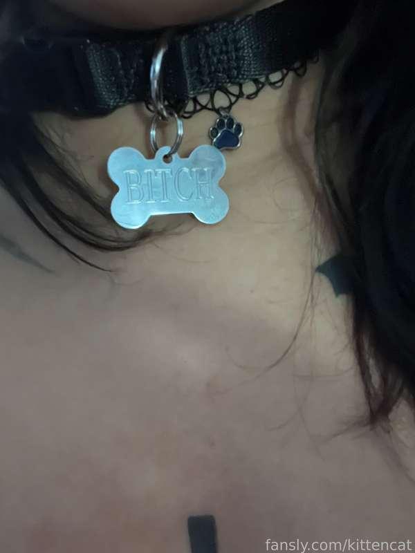 kittencat image #1