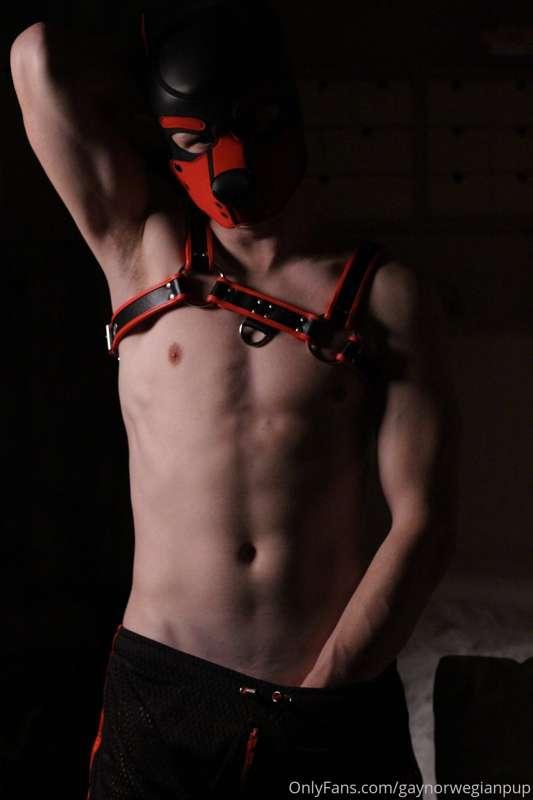 gaynorwegianpup image #1
