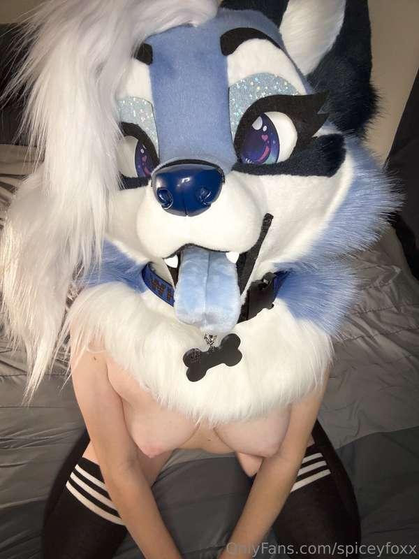 spiceyfoxx image #0