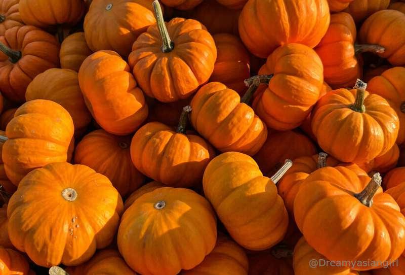 Hi! I hope you guys are having a spooky Halloween! 🎃🧡

NEW V..