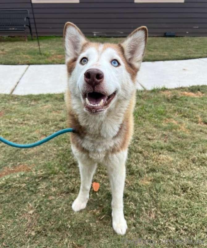 We found this dog as a stray. Is anyone interested in adopti..