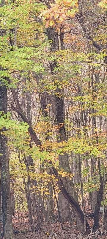 Forest shots #fall