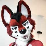 wolf_ezo