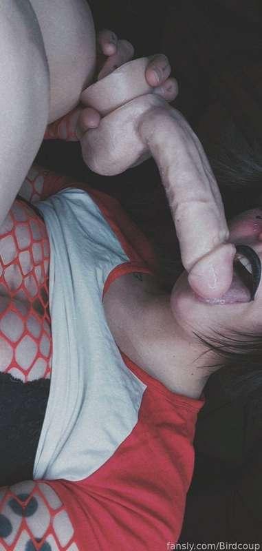 coophound image #7