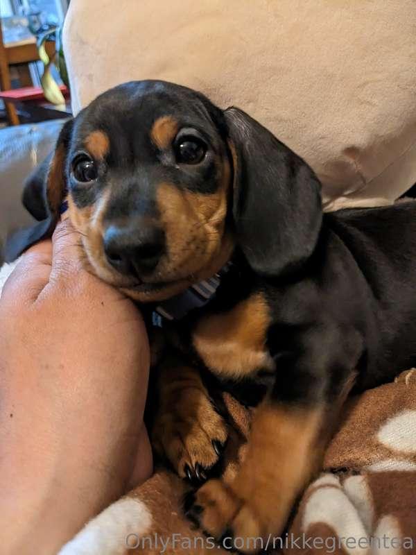 The new man in my life 😍😍😍 🐾 Finneas Christoff Kelly 🐕