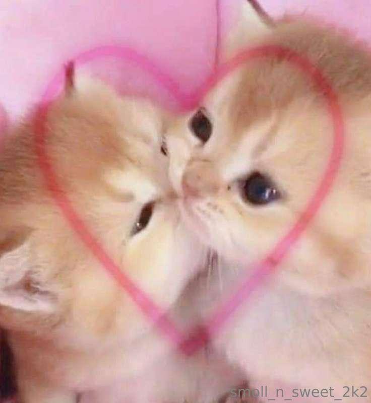 Gnuggie my loves sleep well 💖