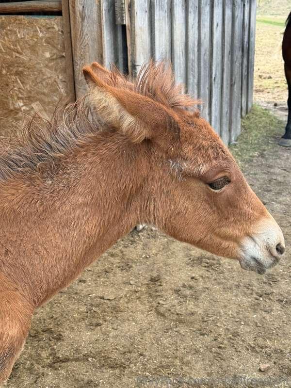 mhallfreespirit image #1