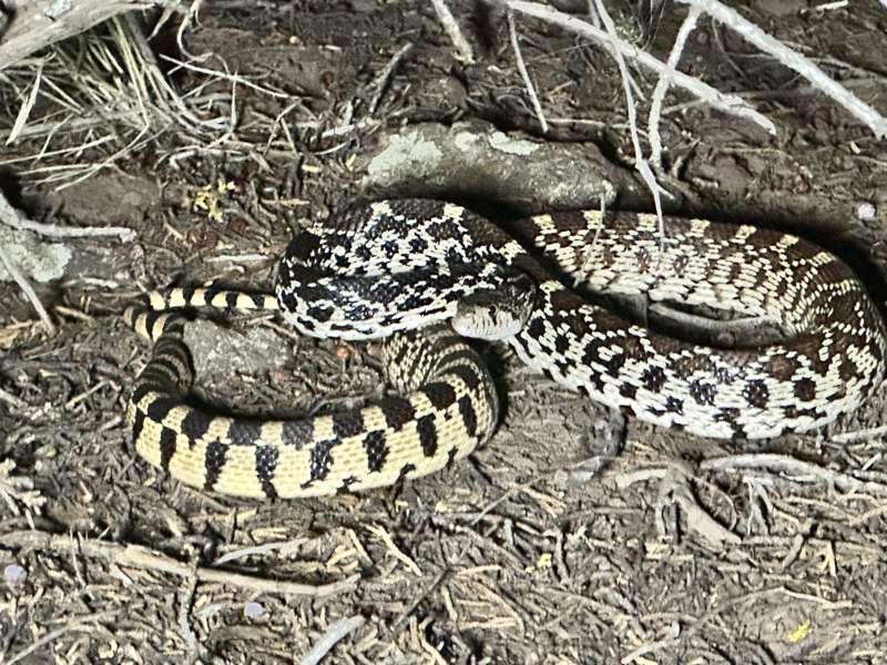 2” round snake!!! 🐍 