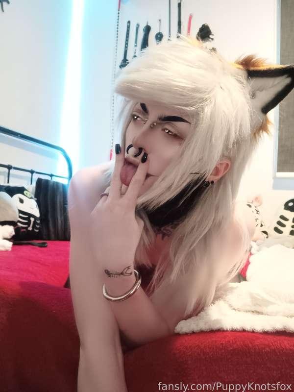 puppyknotsfox image #3