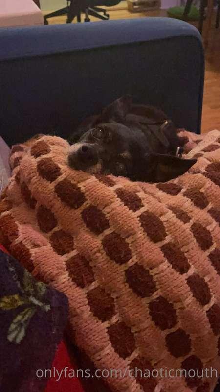 here are some more puppy pics. her favorite thing is BLANKET..