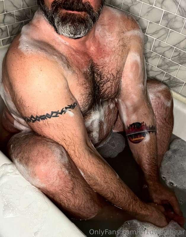 m1dwestbear image #1