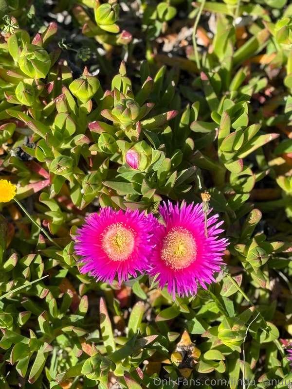 linda_lanuu image #1