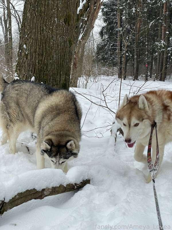 My lovely babies

#lifestyle #gfe #dog #friends #animals #walk #chubby #curvy #redhead #girlnextdoor