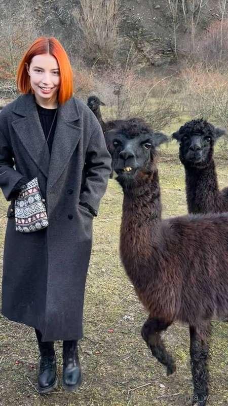 here's a bunch of friendly llamas behind me 😎they're so cute..