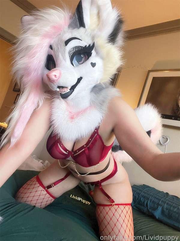 lividpuppy image #4