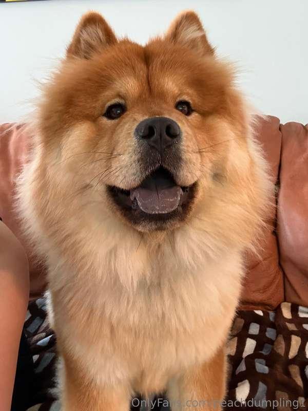 Boy have I had my hands full dog sitting this huge chow chow..