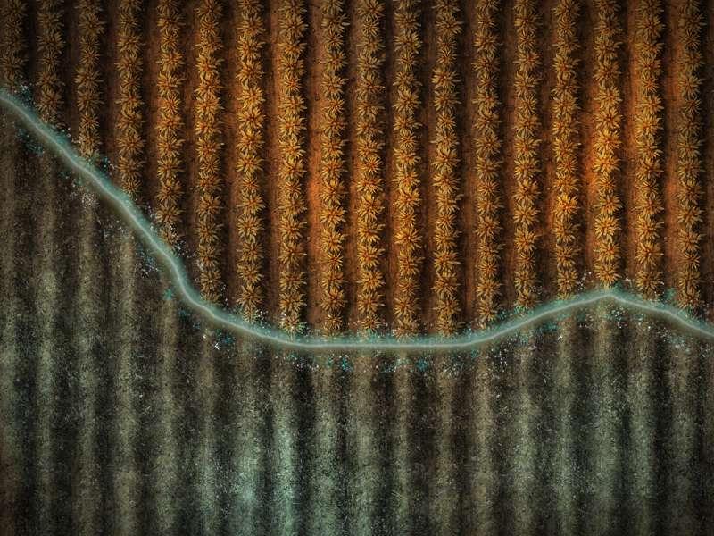 Time Fields