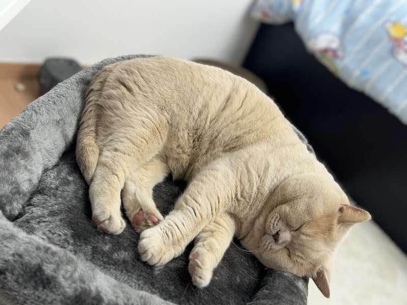 Update.. 🐈