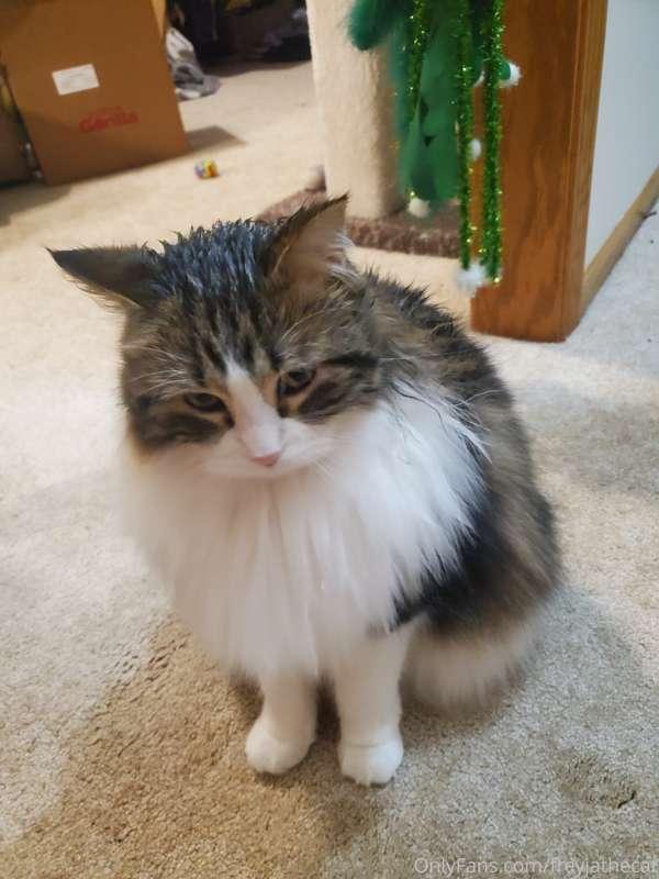 Whenever one of my humans take a bath, I'll come up to the e..