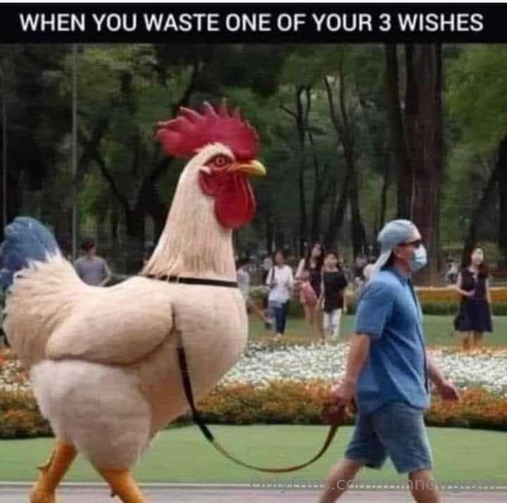 🐓🐓🐓