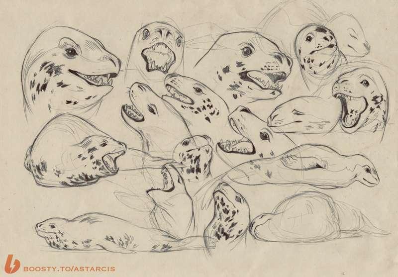 Leopard seal sketches 