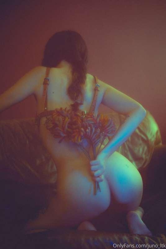 juno_ltk image #4