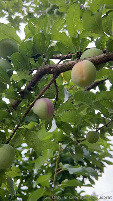 Got me some fruit!   (They are ripe now)