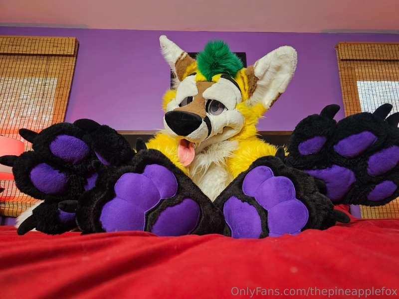 thepineapplefox image #0