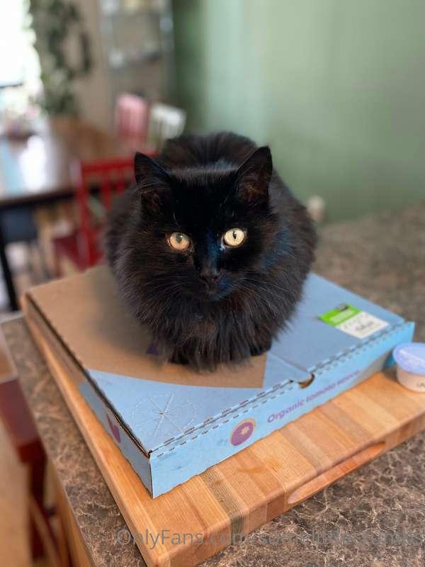 Pizza Cat!