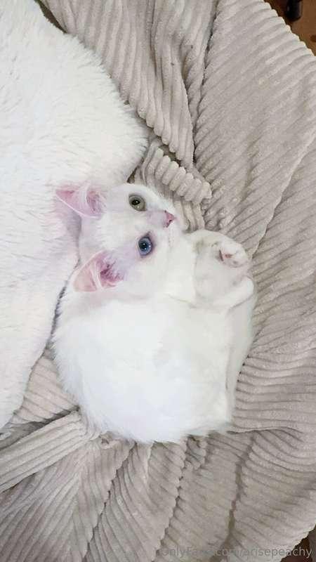 My snowy Yuki, with her gorgeous blue-green eyes, is pure ch..