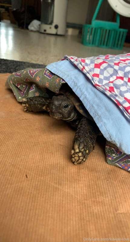 Today I found my tortoise lying on his back. (probably for a..
