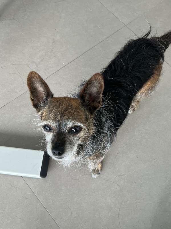 The real star of all my video calls