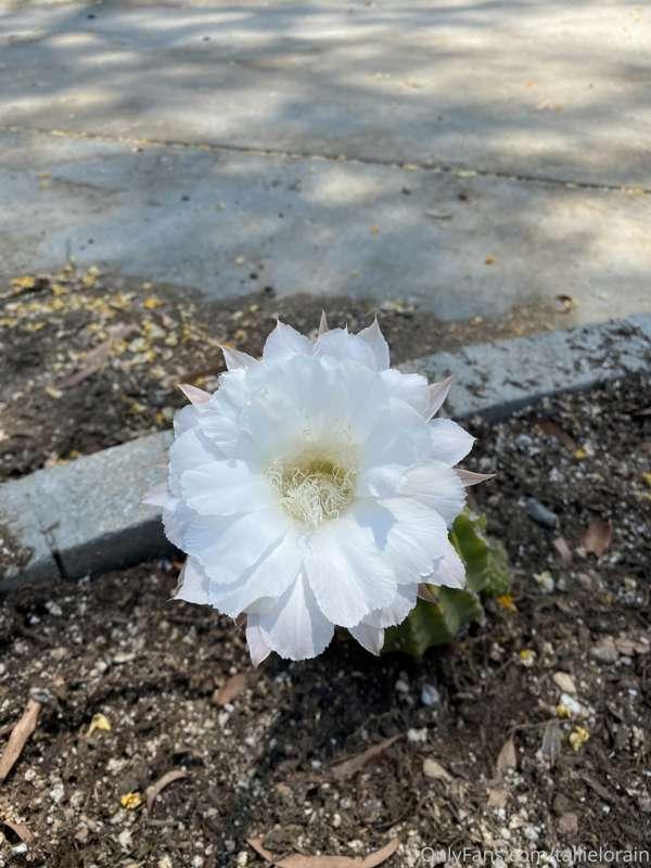 My cactus flowers bloomed this morning 🌵🏜🌸