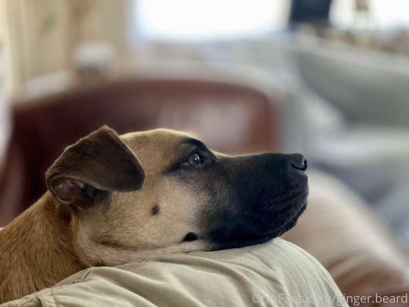 ginger.beard image #0