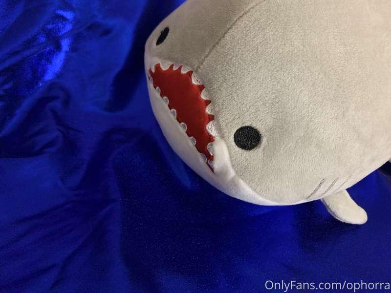 Adorable shark plushy, lovingly named Muncho, taking a swim ..