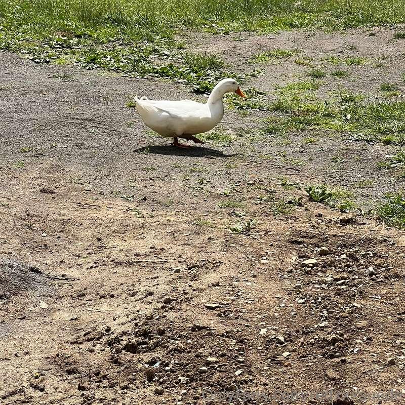 redxxxsuede image #0