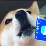 Brother Shibe