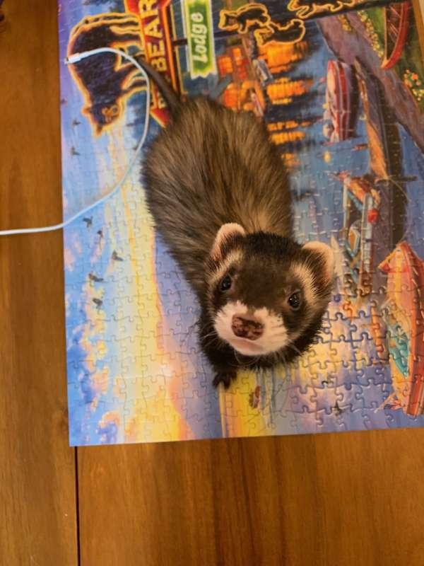 Pet Photos