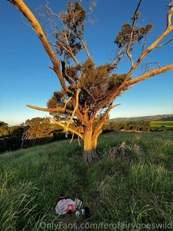 I caught amazing evening light on the farm by this tree a fe..