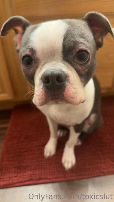 My dog has been having really bad skin issues .. i think it ..