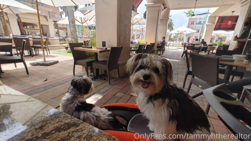 Gizmo loves going out to eat!