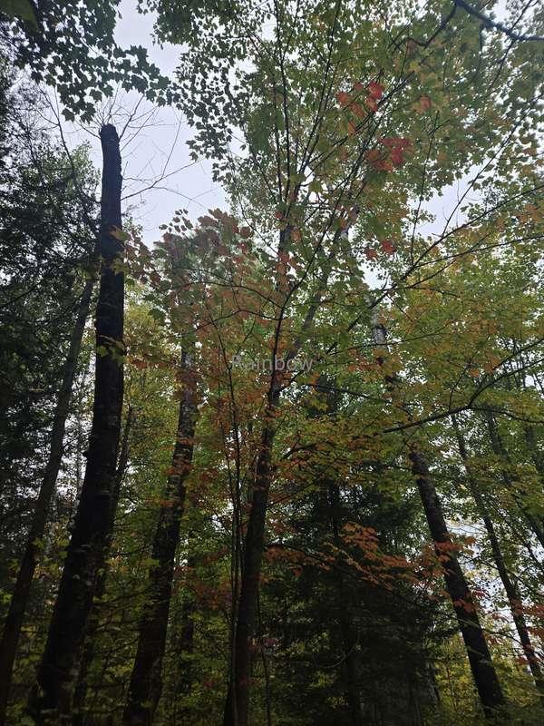 nikkisrainbow image #6