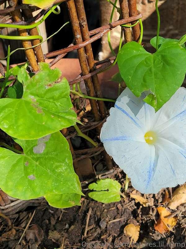 I'll show you my garden